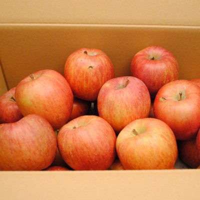 信州産 りんご サンふじ （規格外品） 10kg